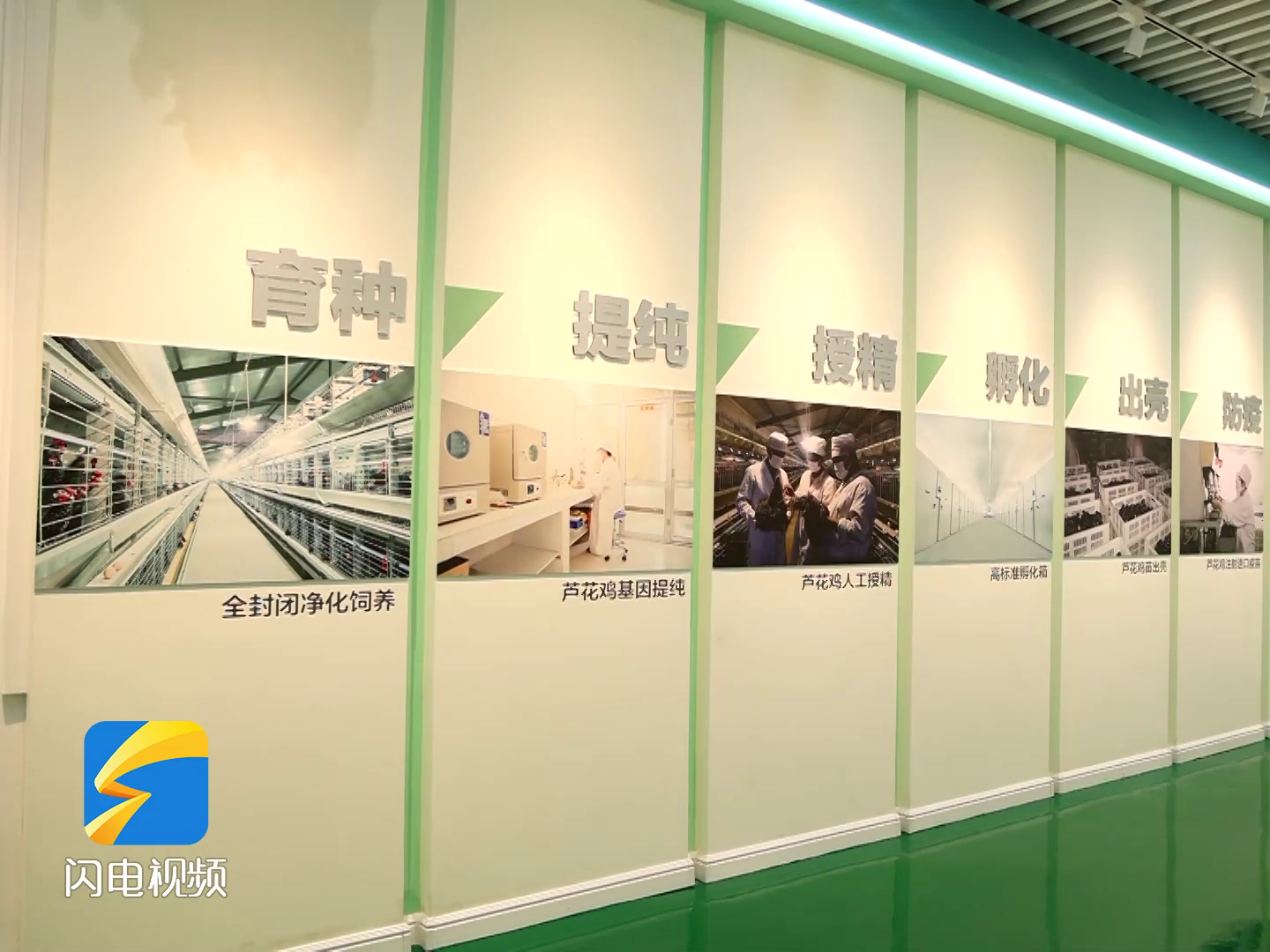 f0【齊魯網】濟寧2022上半年重點項目巡禮：汶上蘆花雞全產業(yè)鏈標準化生產基地項目8